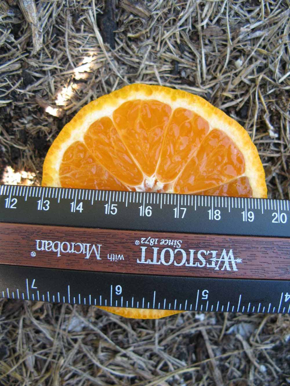              Fruit cross-section (Winter Haven, FL)       